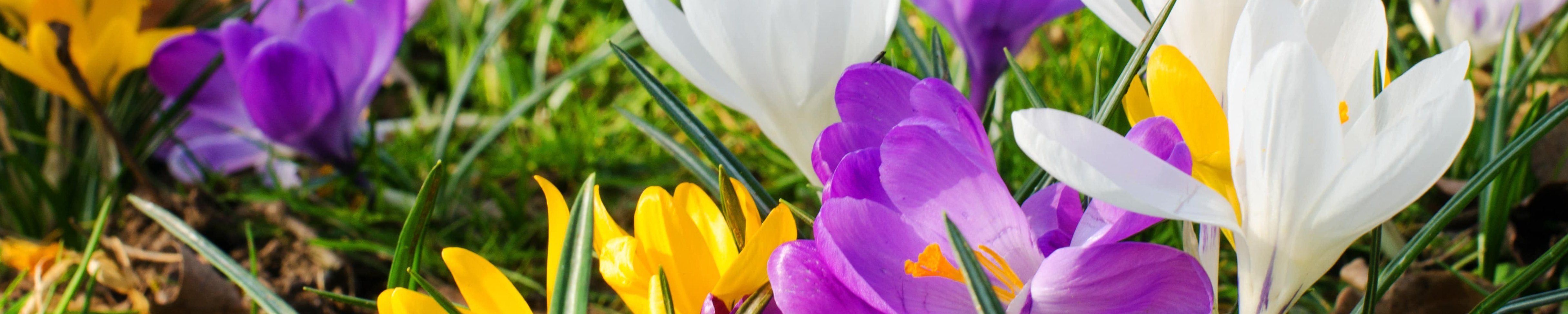 Dossier: Ostern und Frühling Frühlingswiese mit blühenden Blumen