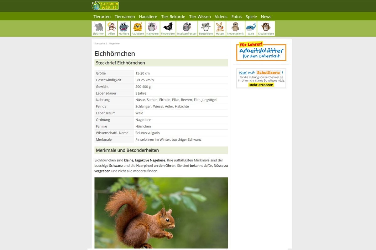 tierchenwelt.de: Das Tierlexikon für Kinder Tierchenwelt: Steckbrief Eichhörnchen