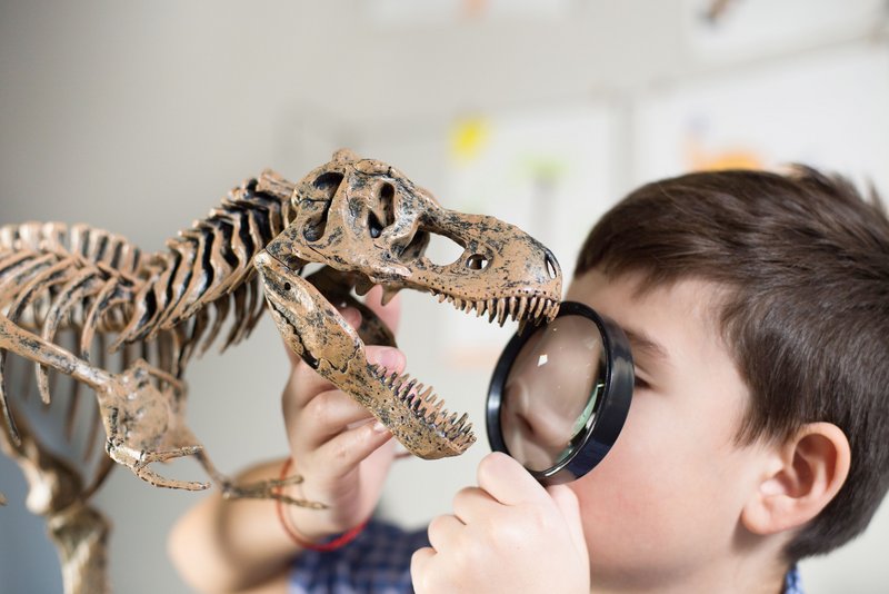 Junge untersucht ein mini Dinosaurierskelett