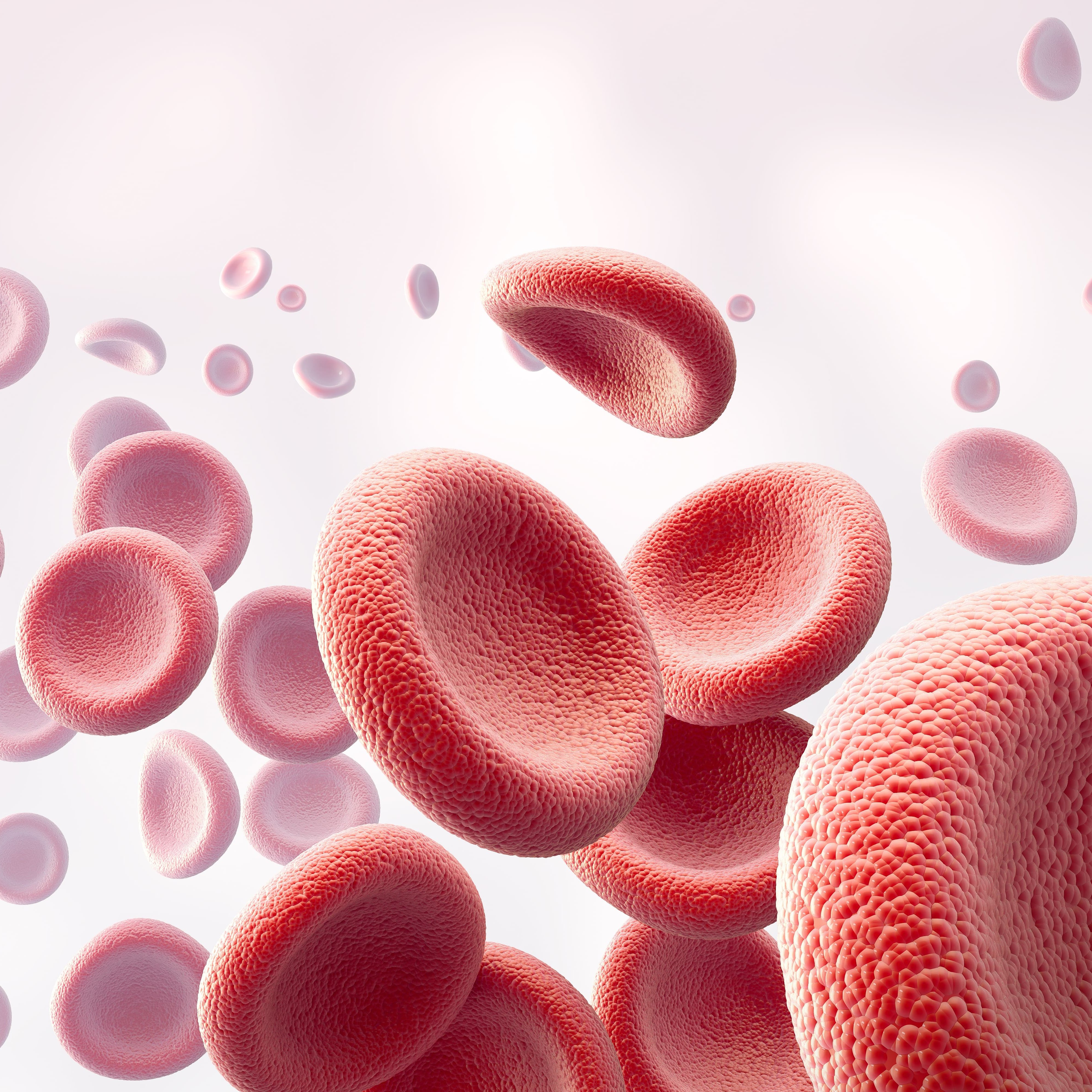 Unterrichtseinheit über das Blut und seine Eigenschaften Blutkörperchen