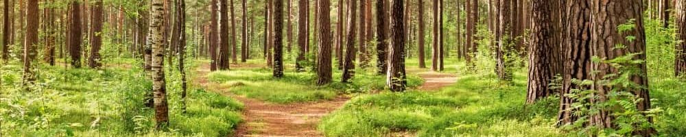 Dossier zu Wald und Klima Blick aus einer Lichtung in den Wald