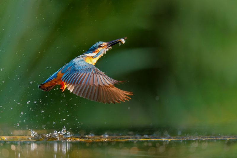 Ein Vogel der mit einem gefangenen Fisch aus einem Teich fliegt.