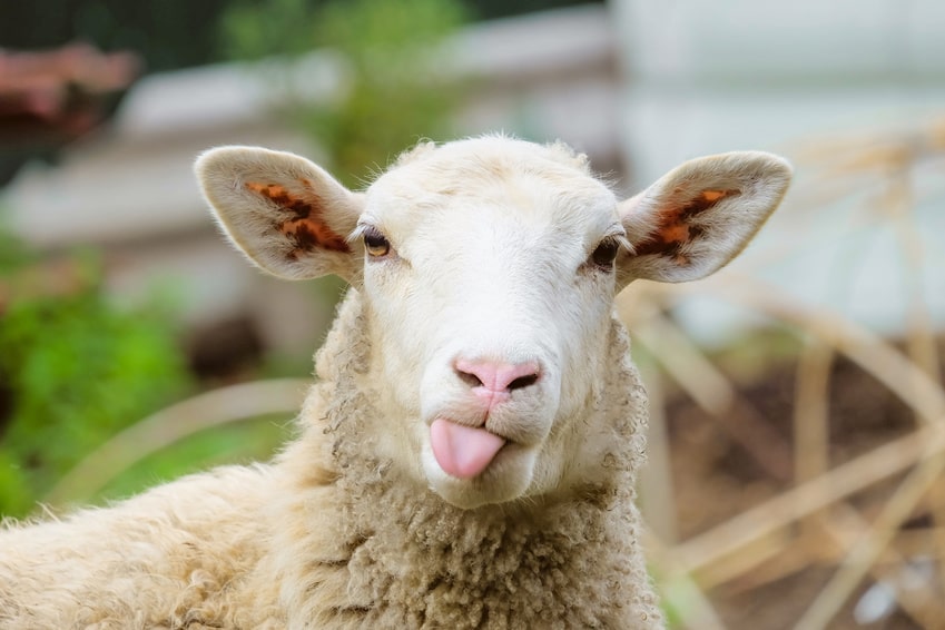 Schaf streckt die Zunge heraus