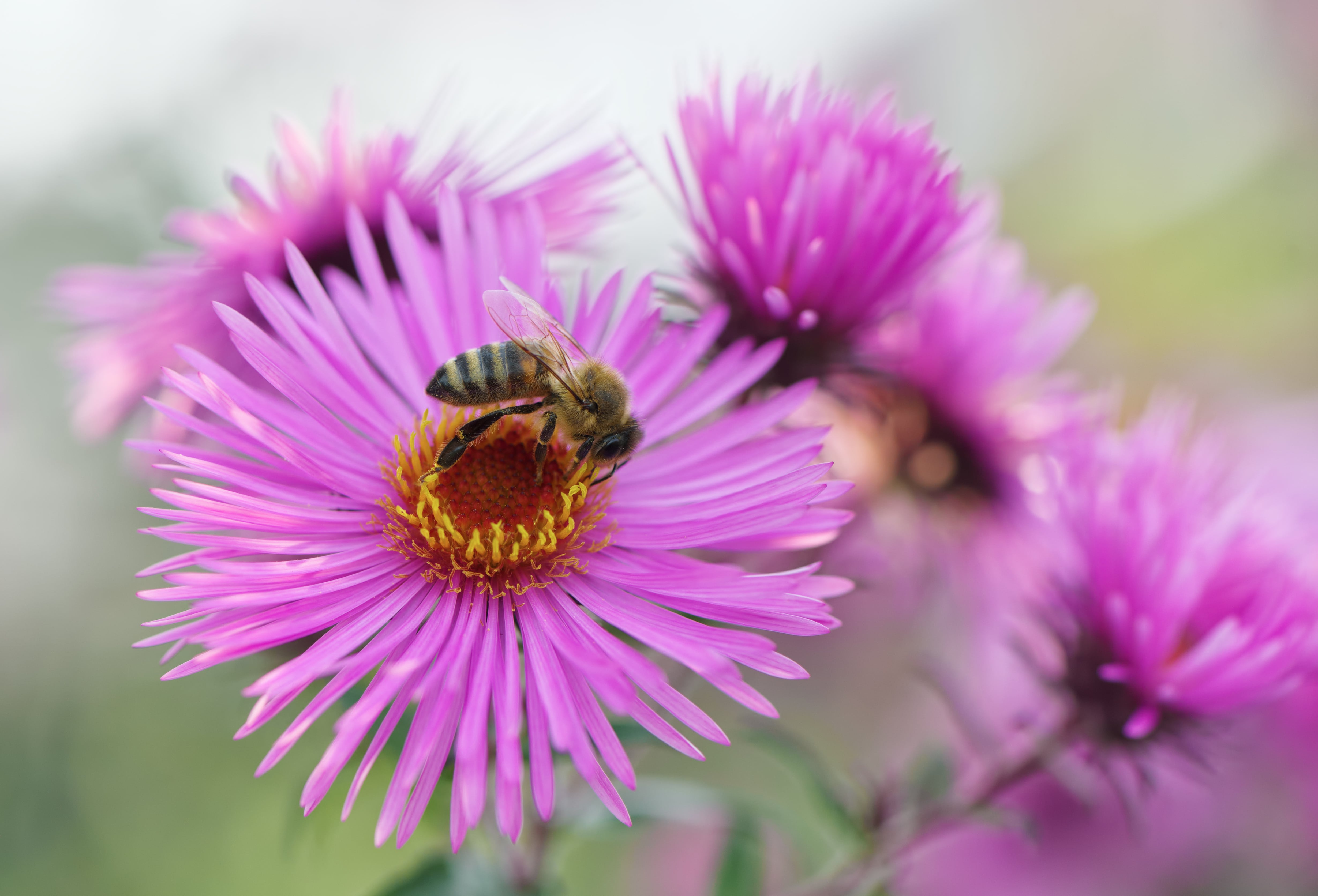 Biene auf lilaner Blüte