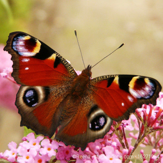 Ausmalbild Schmetterling | Arbeitsmaterial für die Grundschule