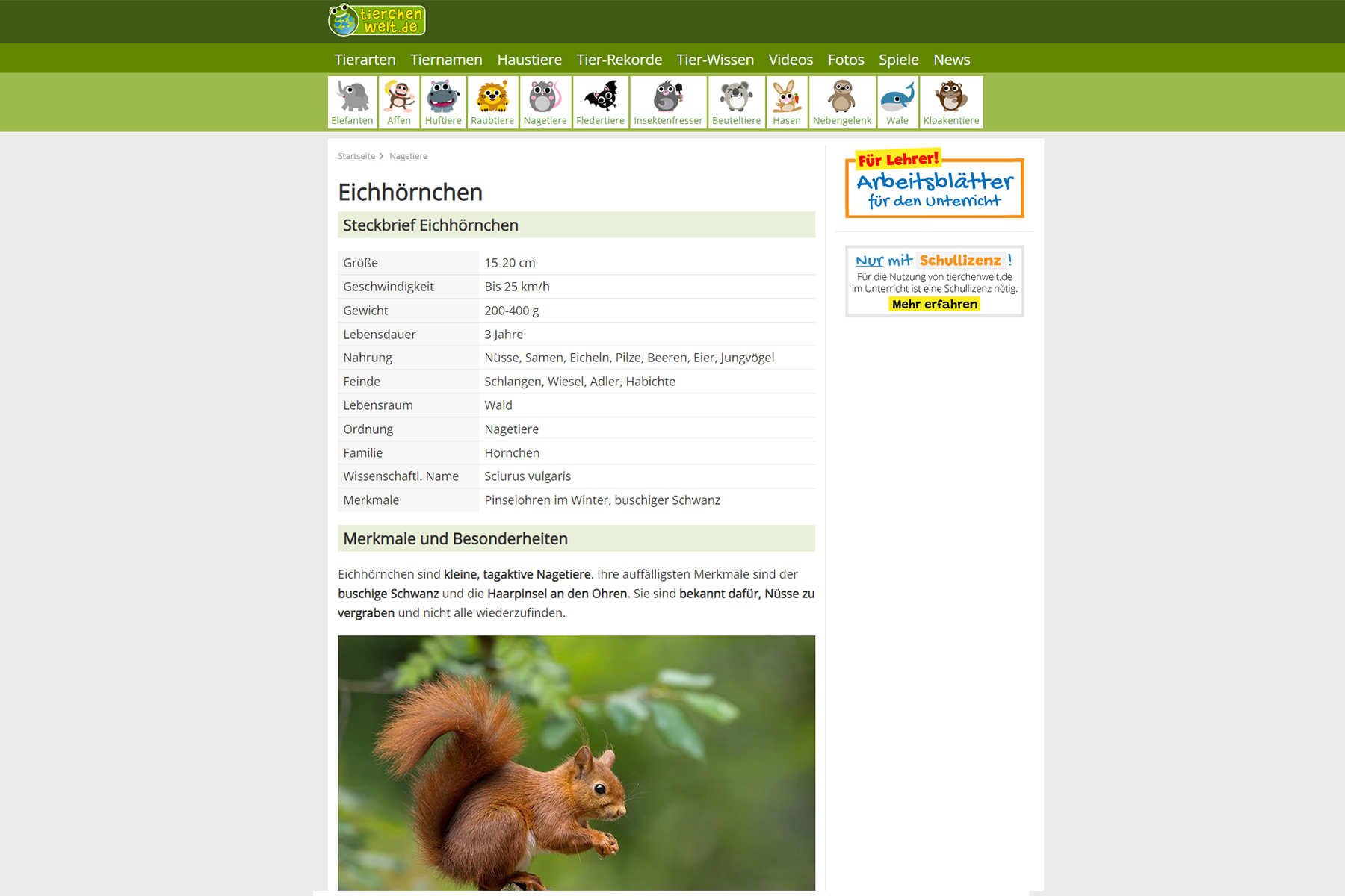Tierchenwelt: Steckbrief Eichhörnchen